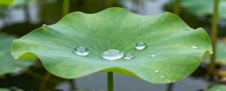 Water Repellent powder